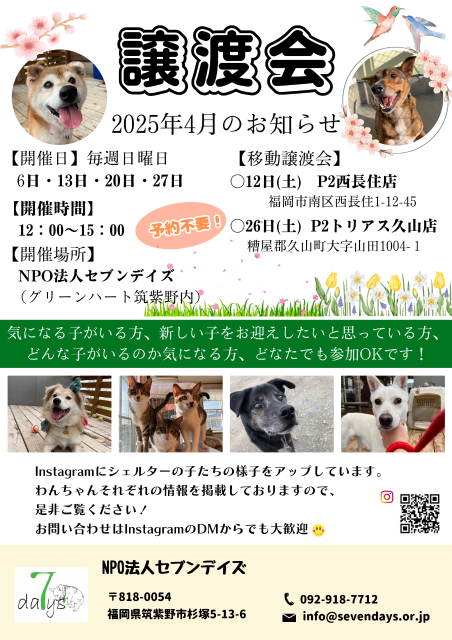 写真：NPO法人セブンディズ　譲渡会　２０２５年３月   