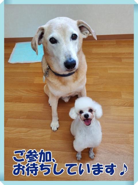 新規ボランティア研修会 イベント情報 福岡県動物愛護センター