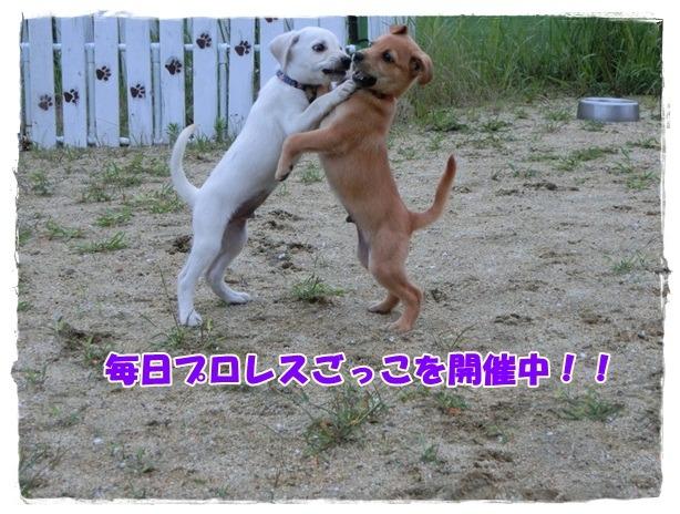 写真：毎日たくさん遊んで、日々大きく成長しています！！