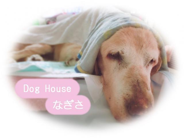 Dog House なぎさの写真