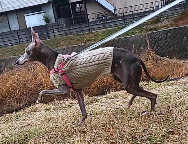 迷子犬の写真2