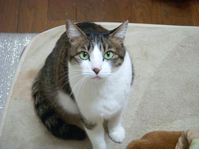 迷子猫No.2034の写真