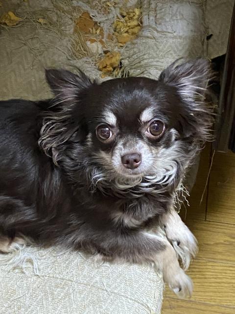 迷子犬No.0785の写真