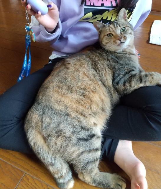 迷子猫No.0787の写真