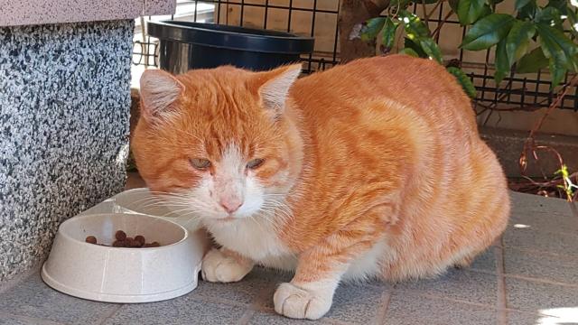 迷子猫No.2019の写真