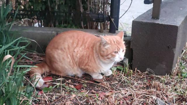 迷子猫の写真2