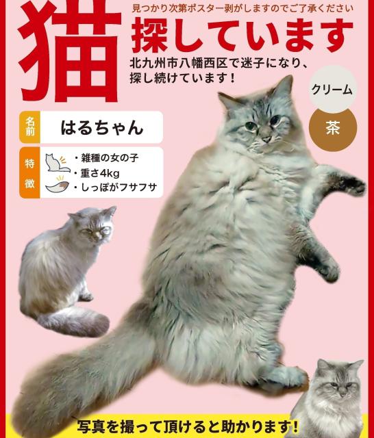 迷子猫の写真1