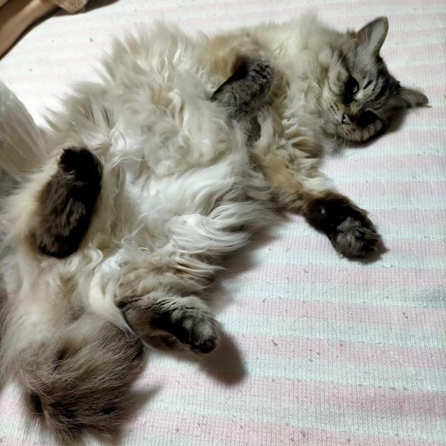 迷子猫の写真2