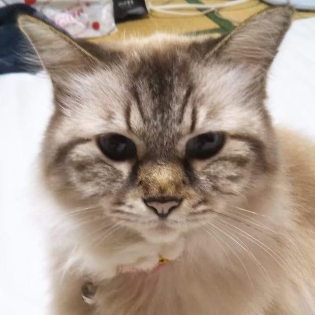 迷子猫の写真3