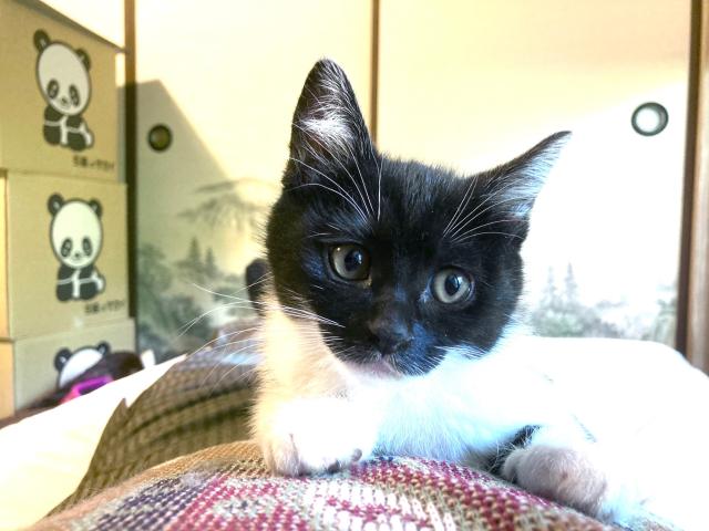 迷子猫の写真1