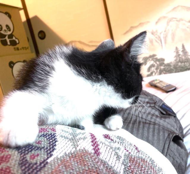 迷子猫の写真2