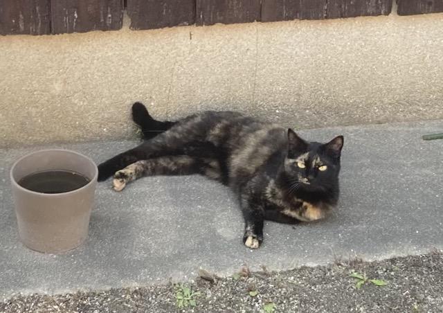 迷子猫No.2072の写真