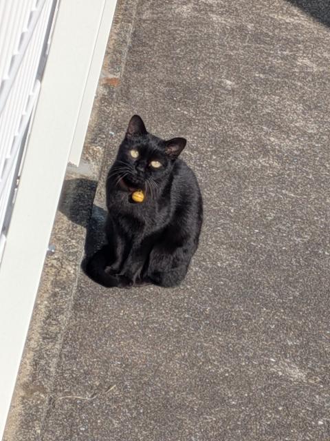 保護猫No.0396の写真