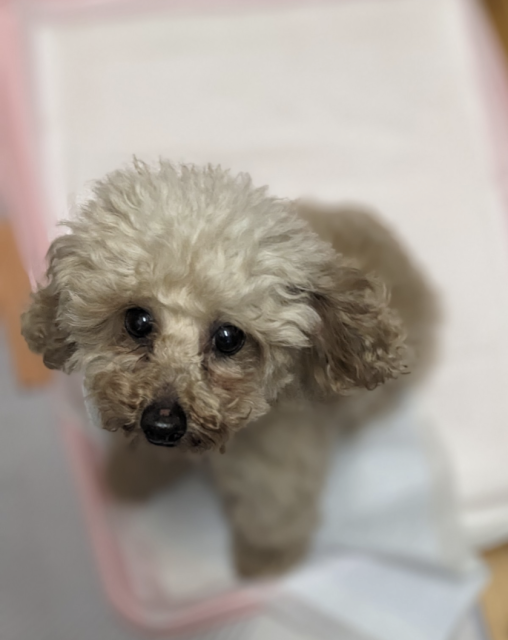 保護犬No.0394の写真