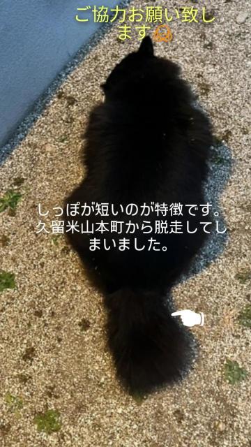 迷子猫の写真2