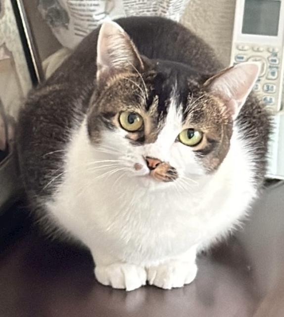 迷子猫の写真2