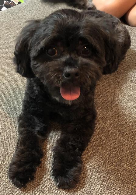 迷子犬No.0810の写真