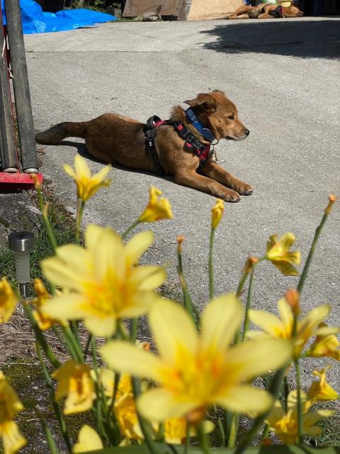 迷子犬の写真2
