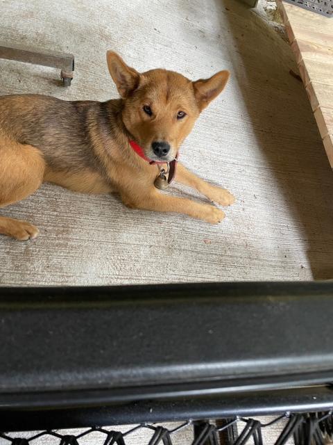 迷子犬の写真3