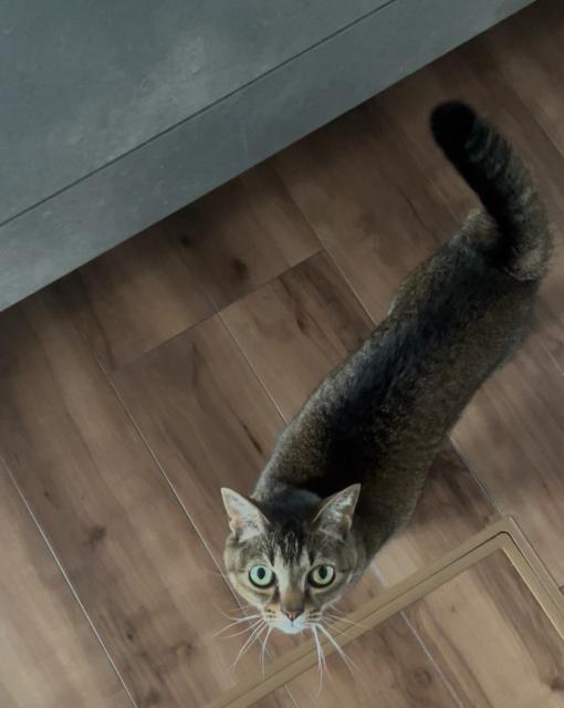 迷子猫No.1861の写真