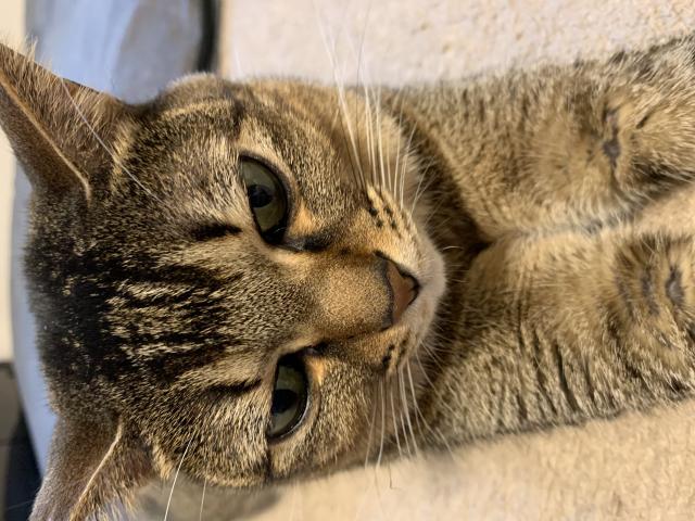 迷子猫の写真2