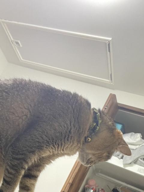 迷子猫の写真3
