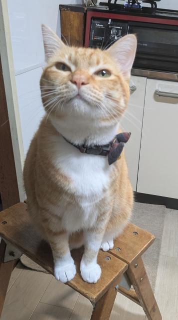 迷子猫の写真1