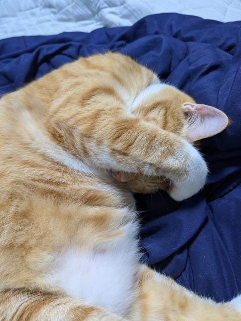 迷子猫の写真2