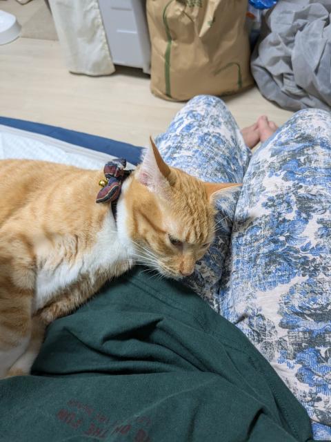 迷子猫の写真3