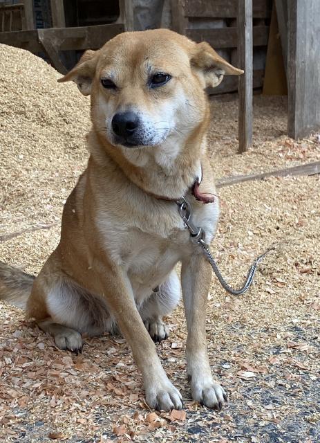 迷子犬の写真1