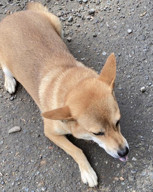 迷子犬の写真2