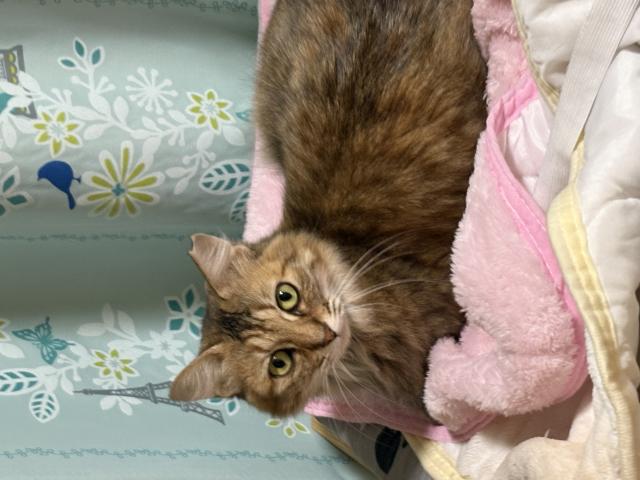 迷子猫No.1986の写真