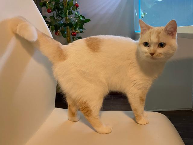 迷子猫No.0991の写真