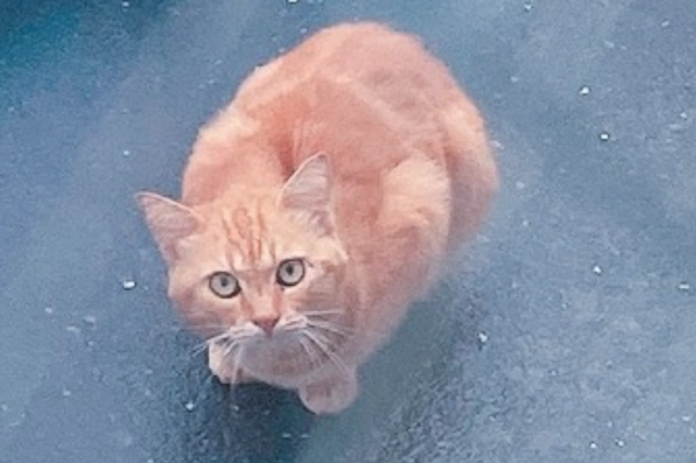 保護猫No.0367の写真