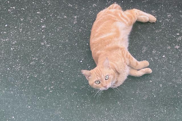 保護猫の写真2