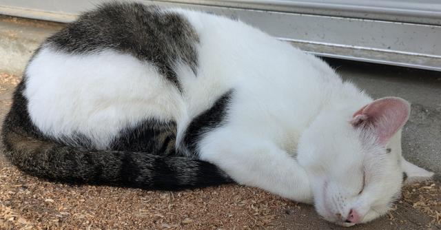 迷子猫の写真2