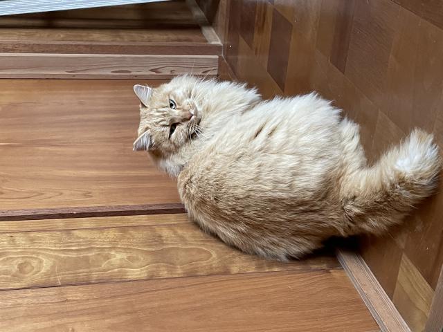 保護猫の写真1