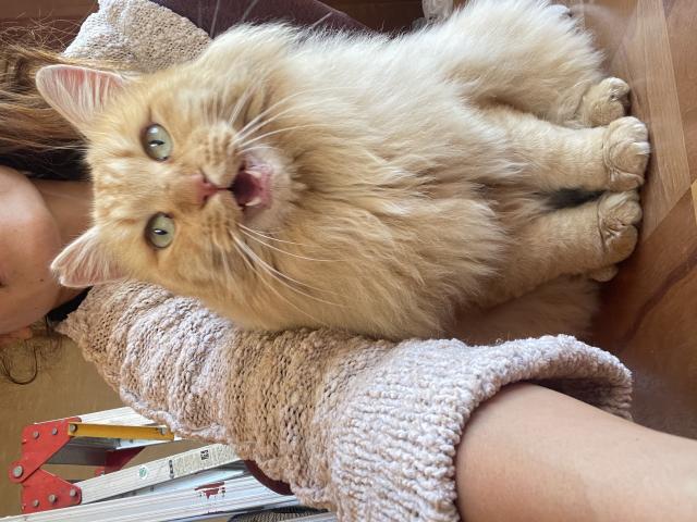 保護猫の写真2