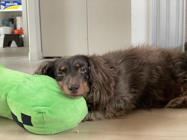 迷子犬No.2000の写真