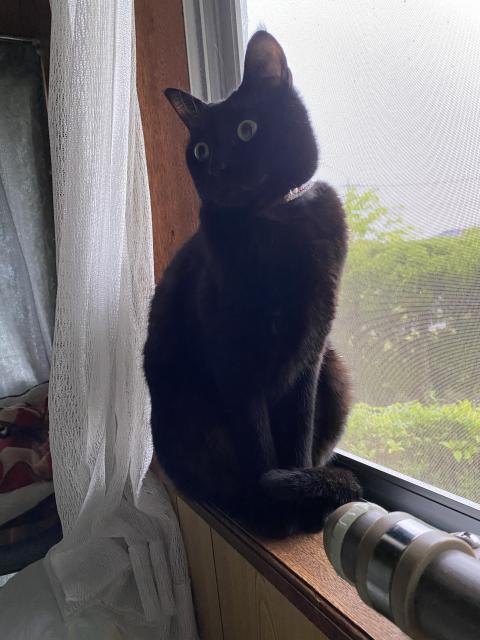 迷子猫の写真1