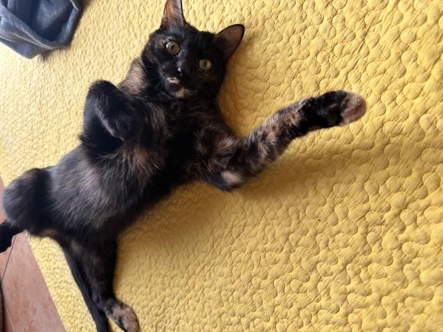 迷子猫の写真1