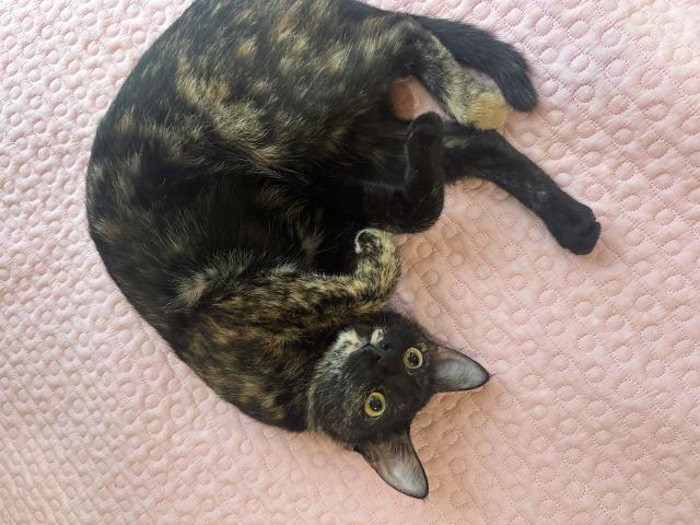 迷子猫の写真2