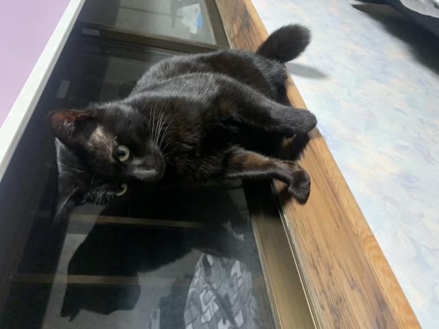 迷子猫の写真1