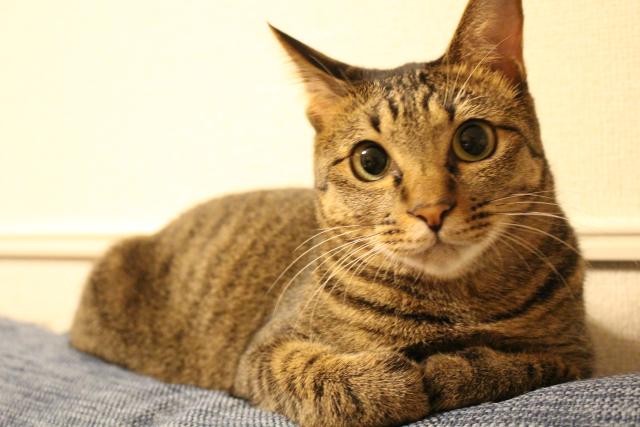 迷子猫の写真1