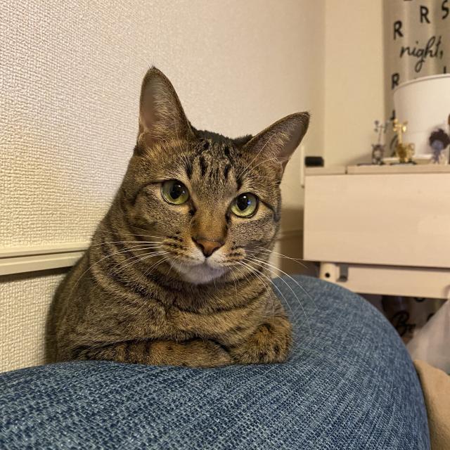 迷子猫の写真2