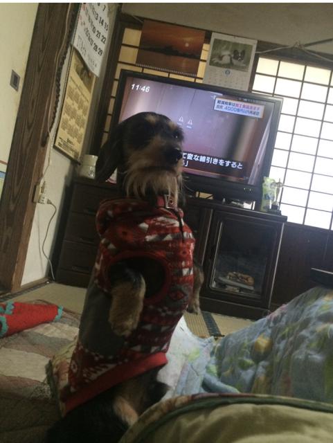 迷子犬No.1096の写真