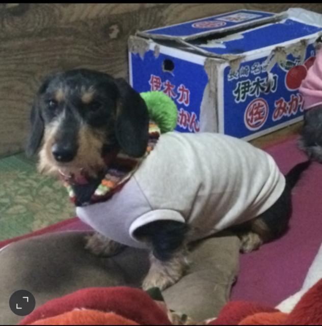 迷子犬の写真2