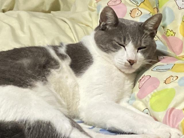 迷子猫No.0813の写真