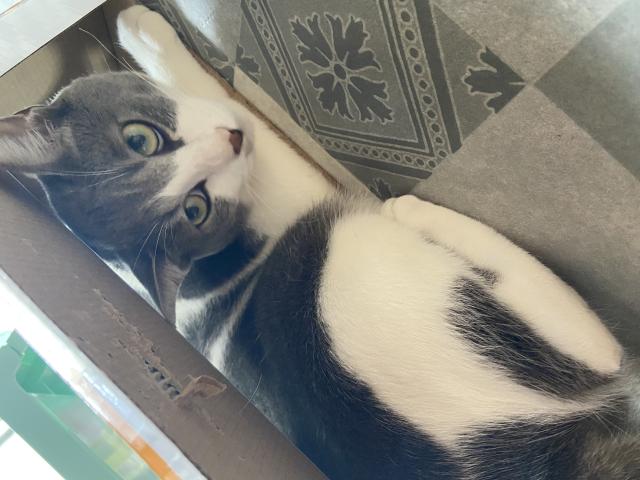 迷子猫の写真2