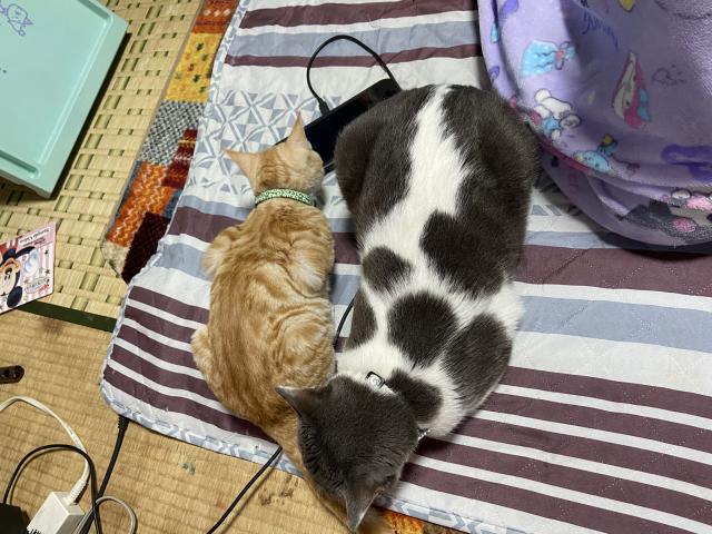 迷子猫の写真3
